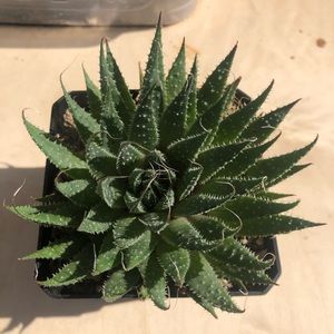 COPY - Haworthia succulent